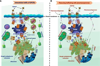 Targeting trafficking as a therapeutic avenue for misfolded GPCRs leading to endocrine diseases